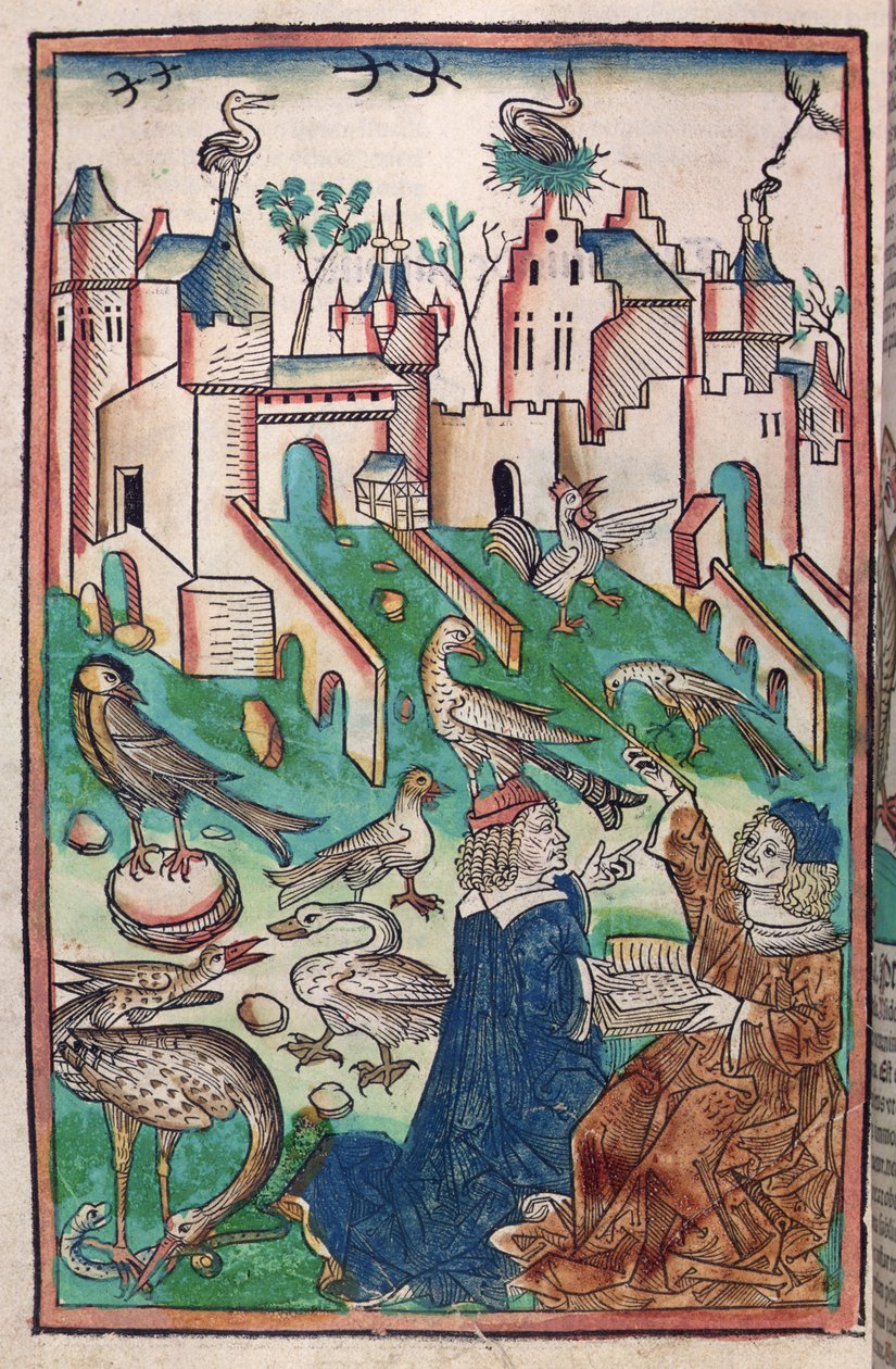 Las Aves y Criaturas del Aire, ilustración de 