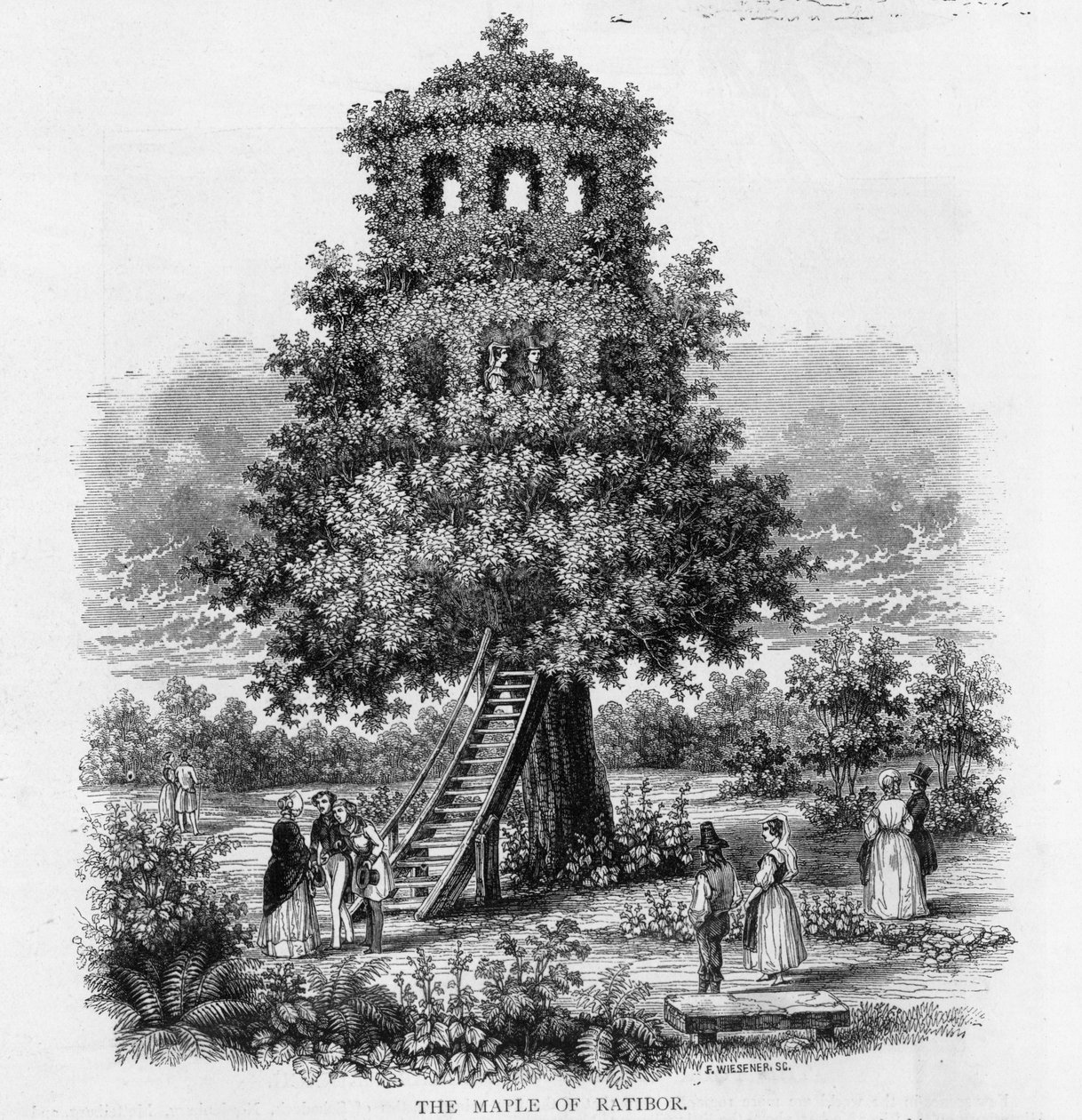 El arce de Ratibor, Silesia, 1893 de German School