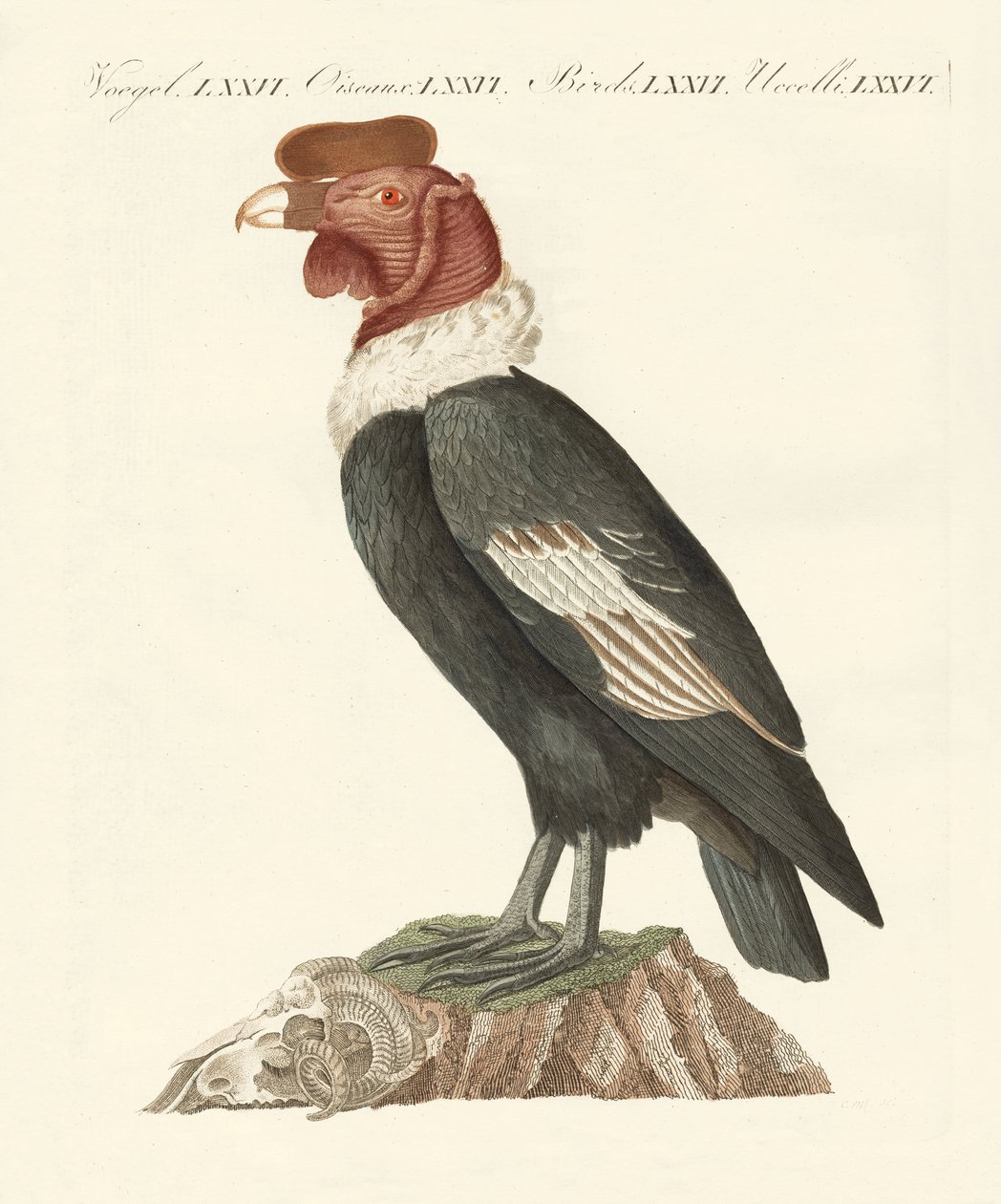El cóndor de German School