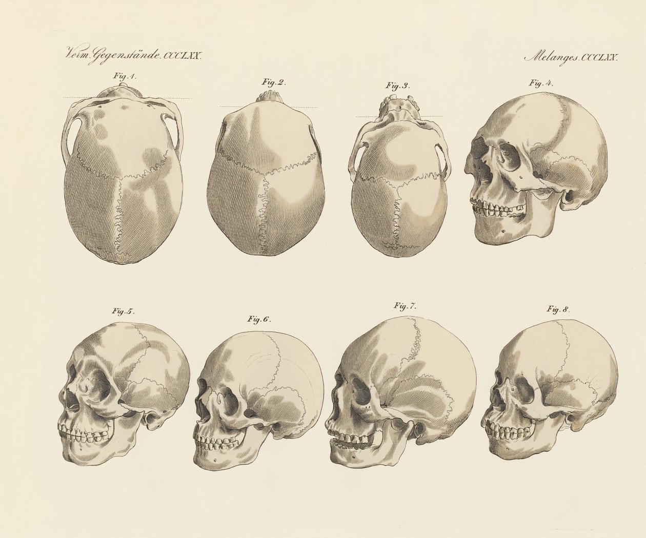El cráneo de las cinco razas humanas (grabado coloreado) de German School