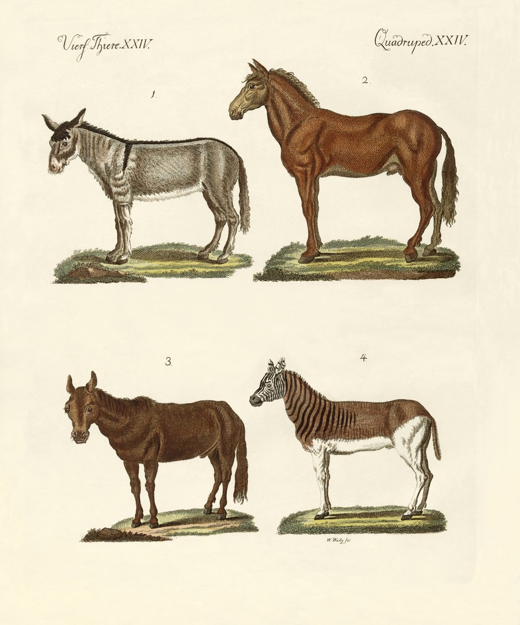 El burro y sus variedades de German School