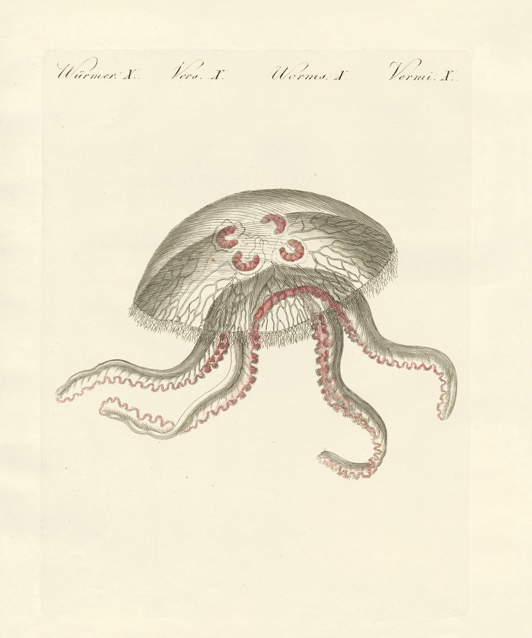 La medusa orejuda de German School