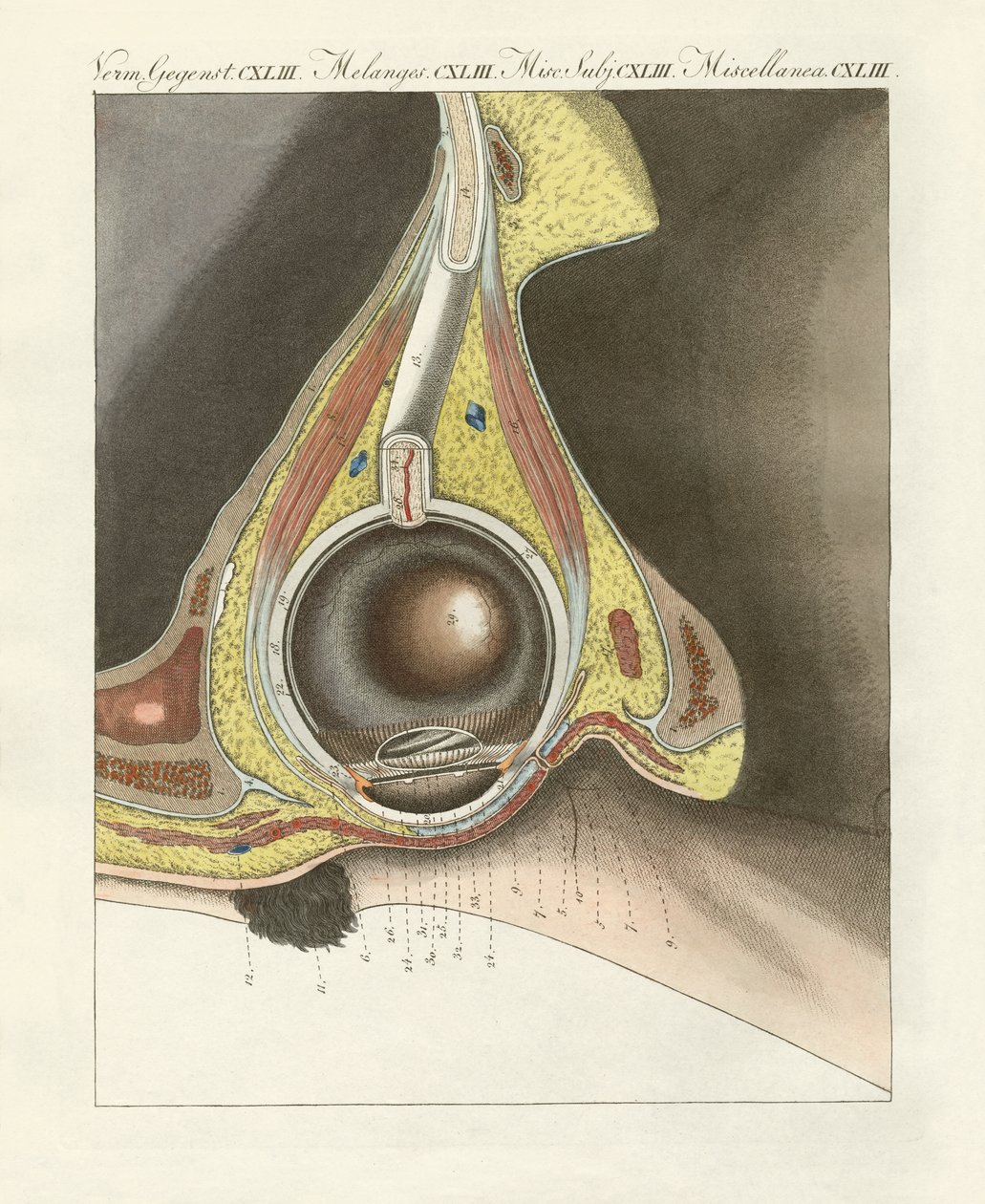 El órgano facial ilustrado a través del ojo humano de German School