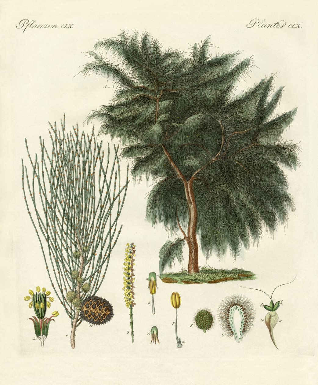 La casuarina de cuatro lóbulos de German School