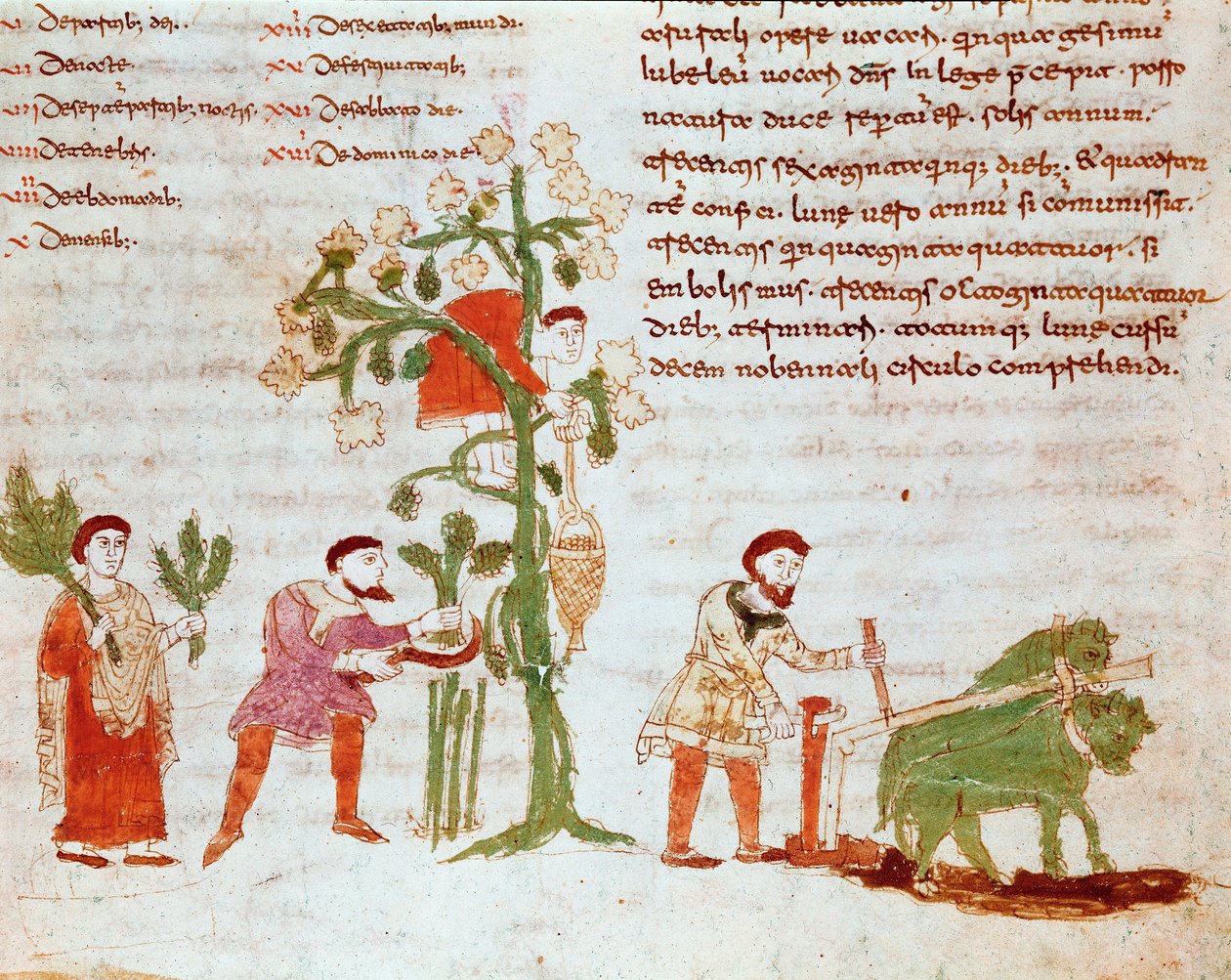 Las cuatro estaciones: escena de arado y recolección de uvas (cosecha). Miniatura del manuscrito 