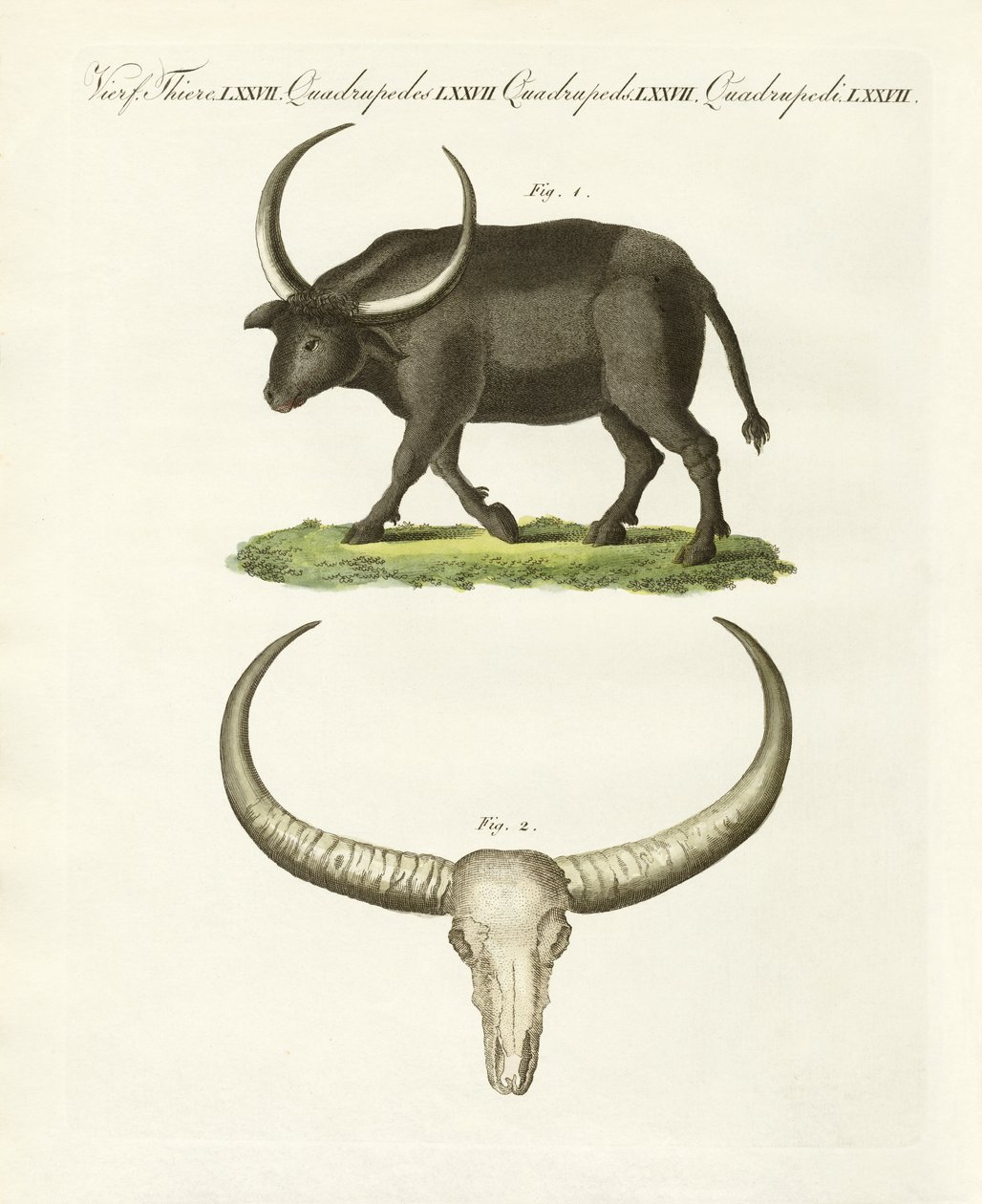 El búfalo gigante de German School