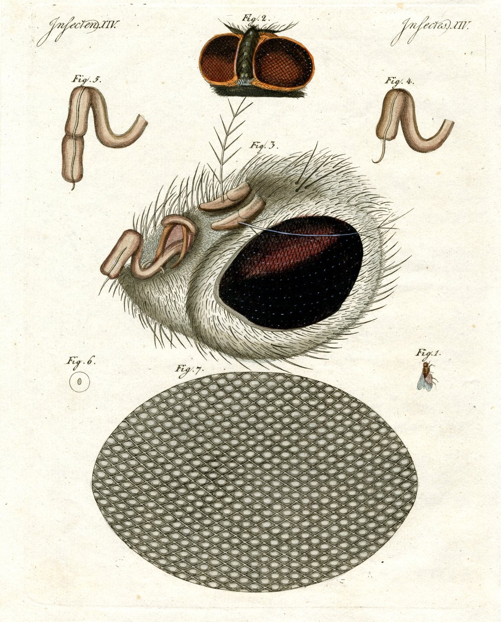 La cabeza de una mosca de German School