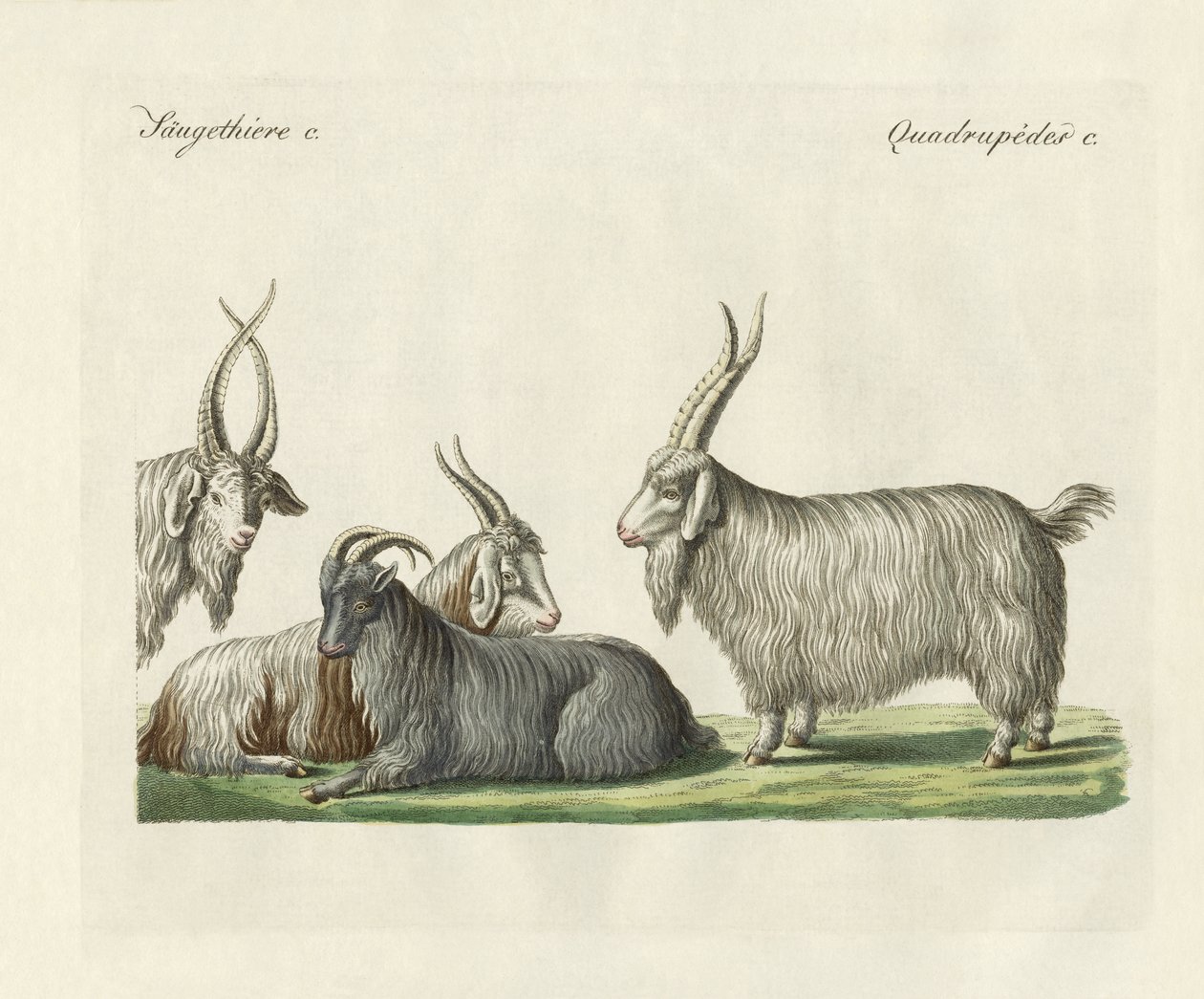 Las cabras de Cachemira introducidas en Francia de German School