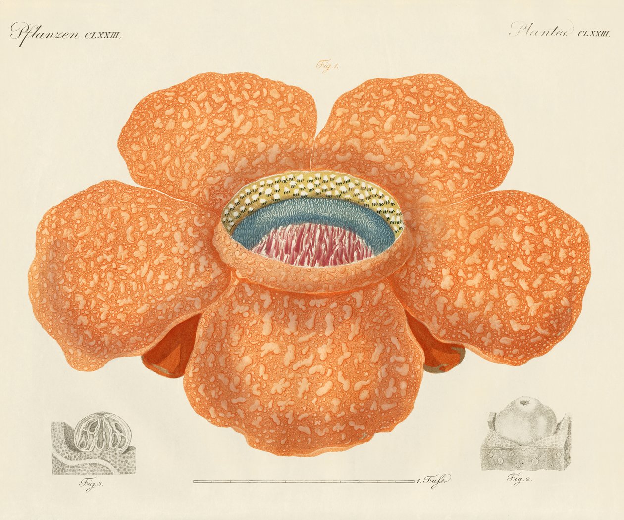 La flor más grande de todas las conocidas de German School