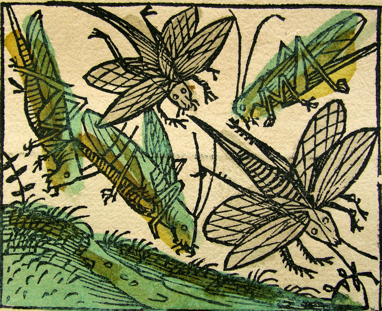 La plaga de langostas, publicado en la Crónica de Núremberg, 1493 de German School