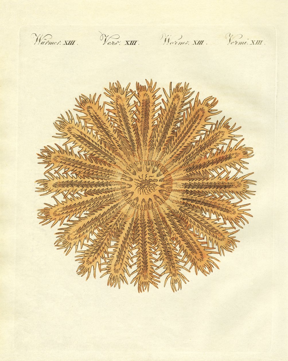 El erizo de mar en forma de estrella de German School