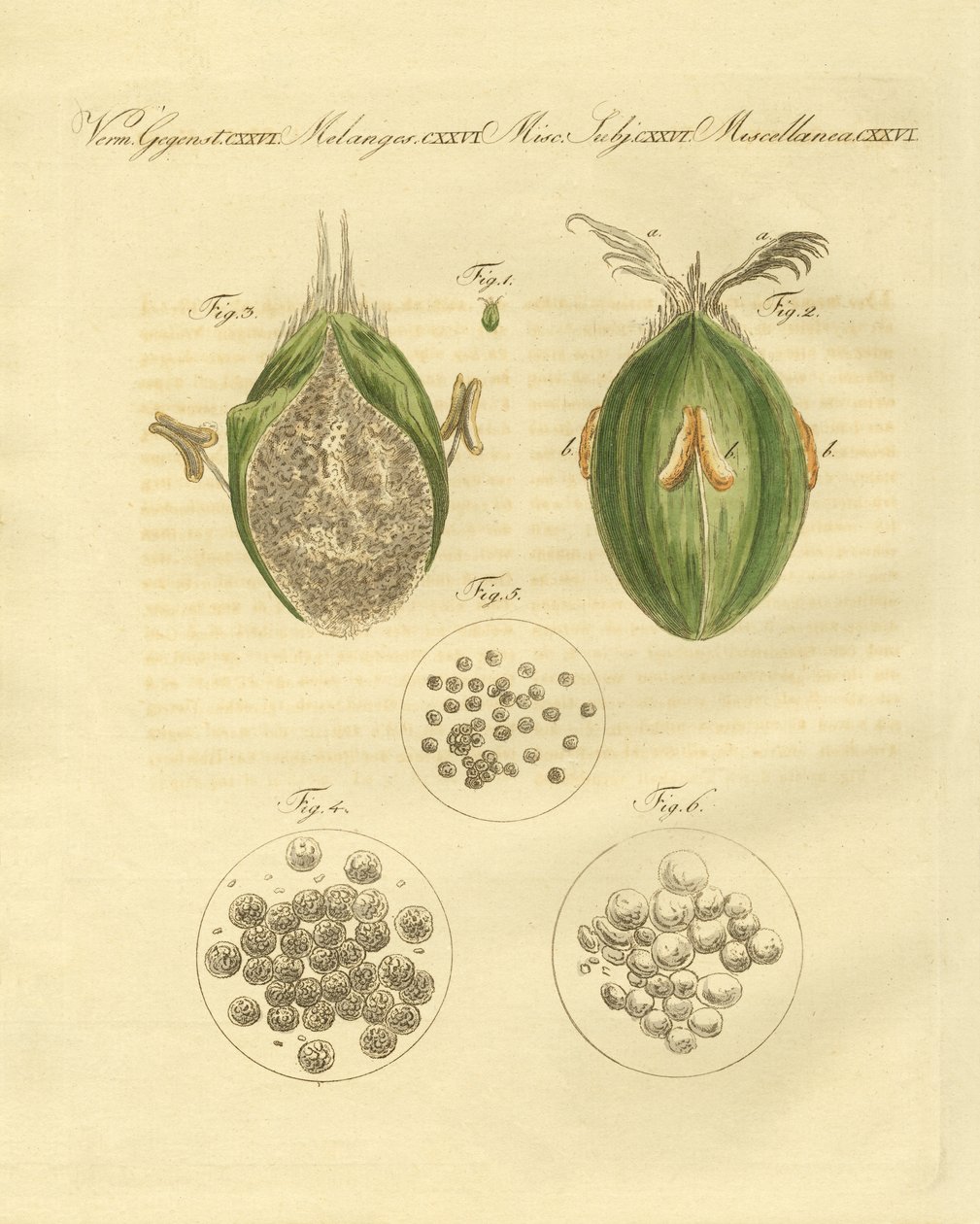 La ustilaginomycotina del trigo de German School