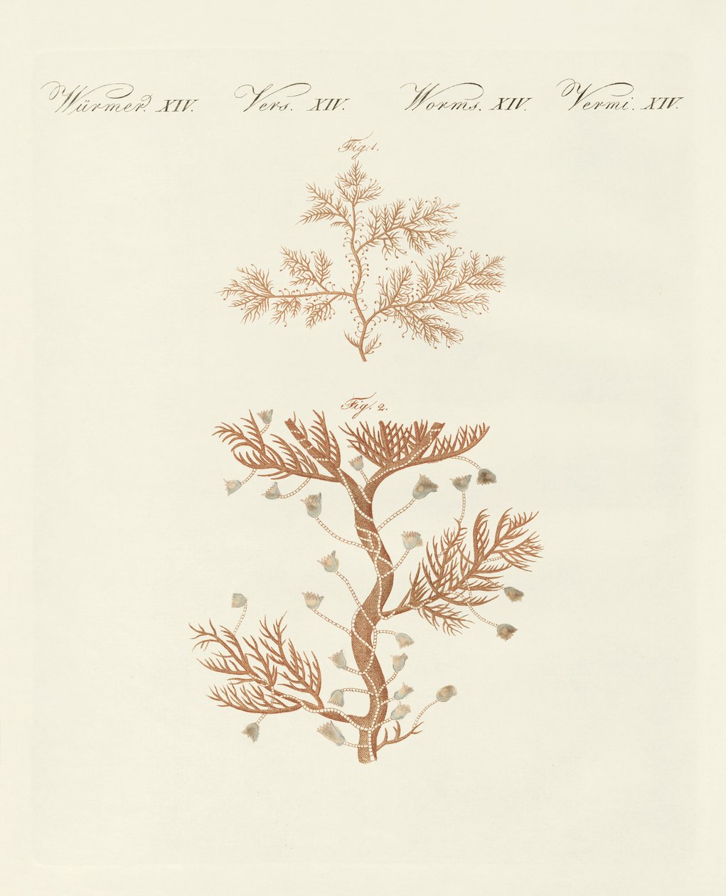 La sertularia sinuosa o corallina base de German School