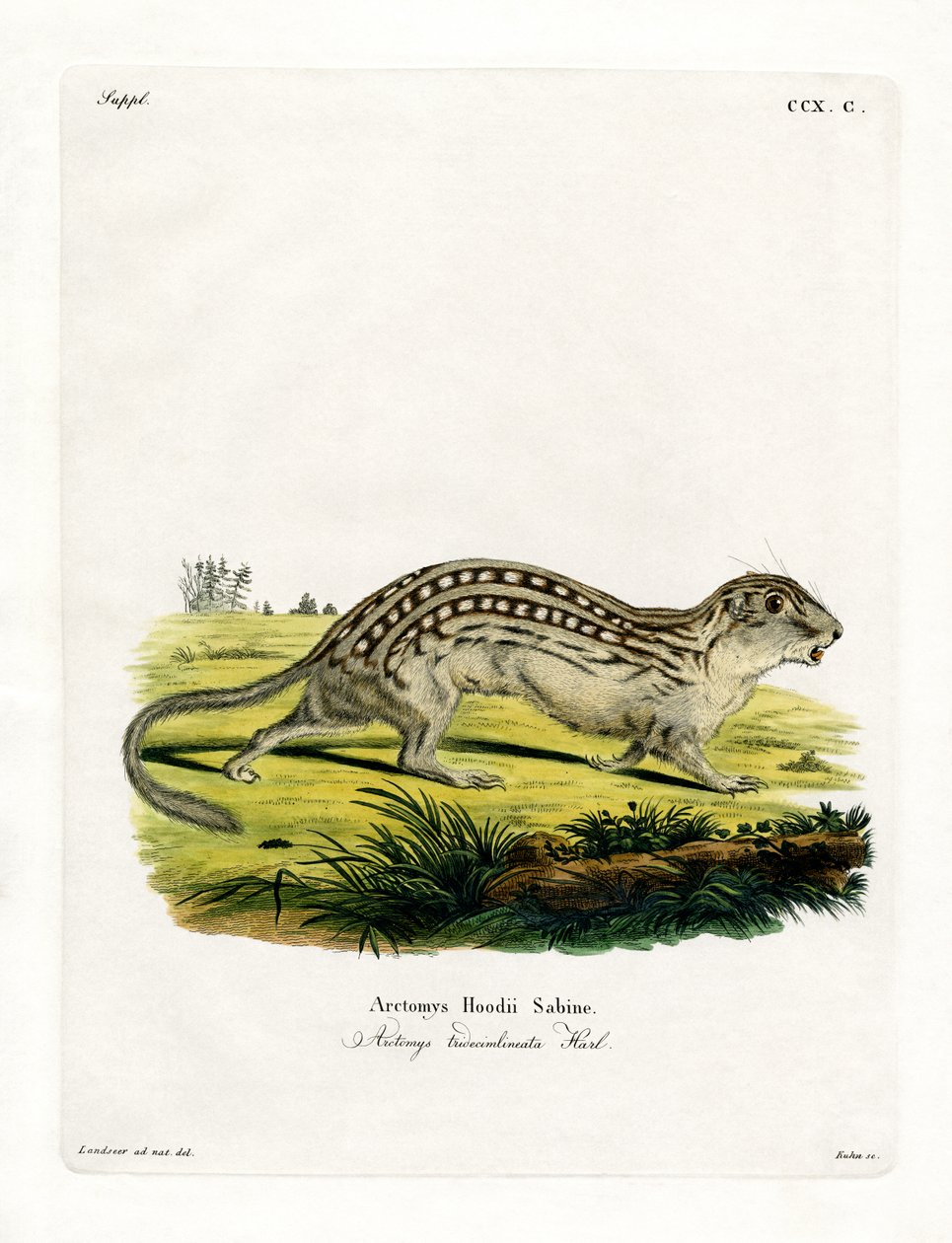 Ardilla terrestre de trece líneas de German School