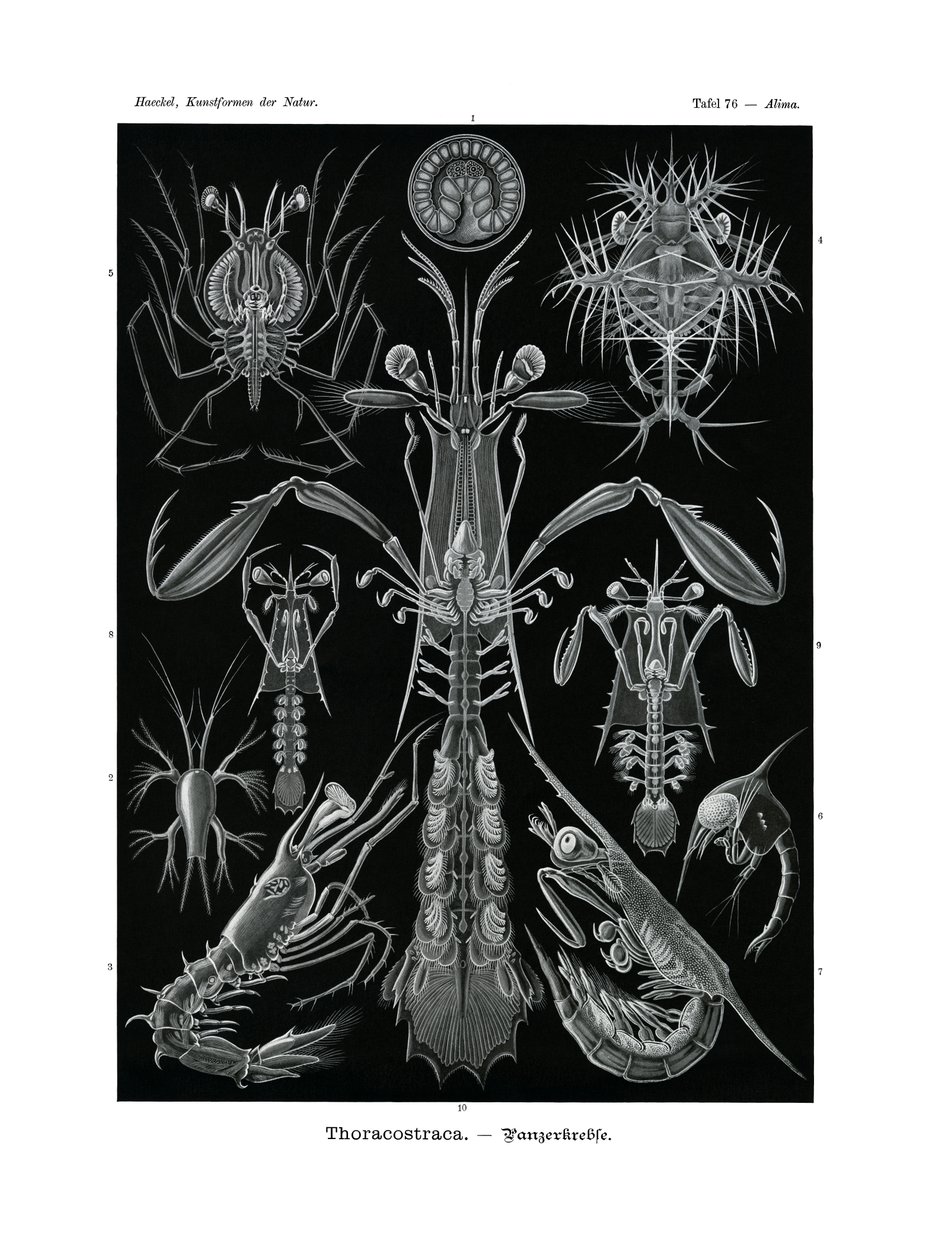 Thoracostraca de German School