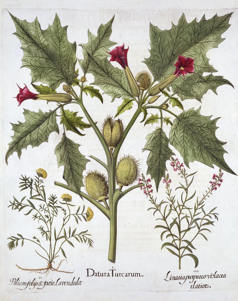 Estramonio, germander y linaria púrpura, de Hortus Eystettensis, por Basil Besler, pub. 1613 de German School