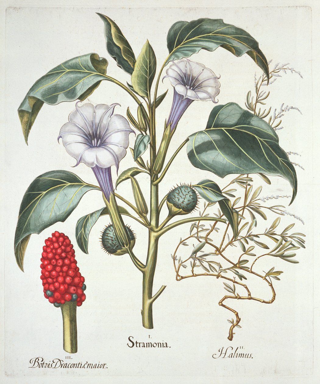 Manzana Espinosa, del Hortus Eystettensis de Basil Besler, publicado en 1613 de German School