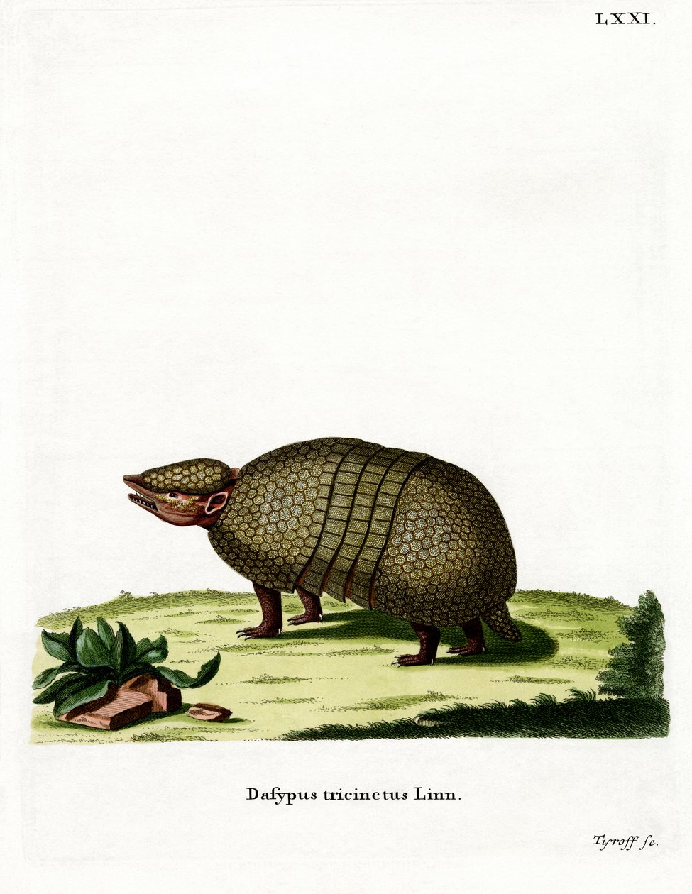 Armadillo de tres bandas de German School