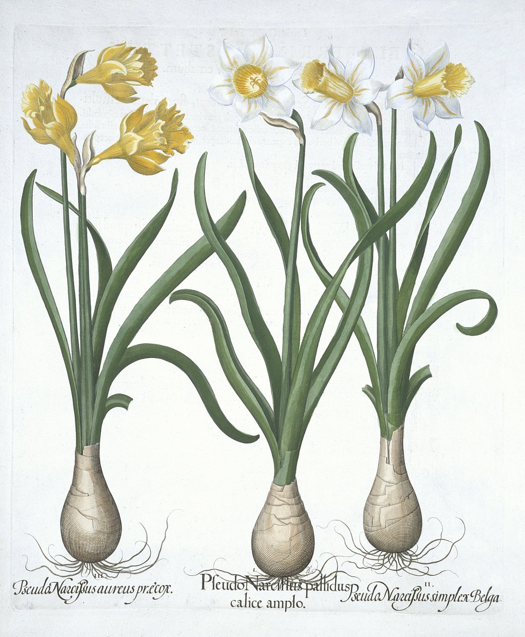 Tres Pseudo-Narcisos, de Hortus Eystettensis por Basil Besler (1561-1629) publicado en 1613 de German School