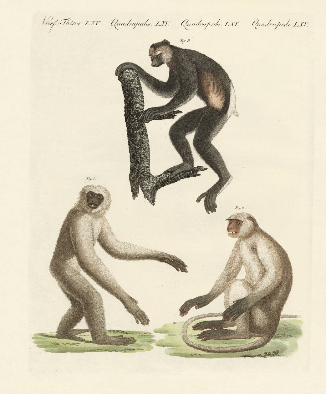 Tres tipos de monos de German School