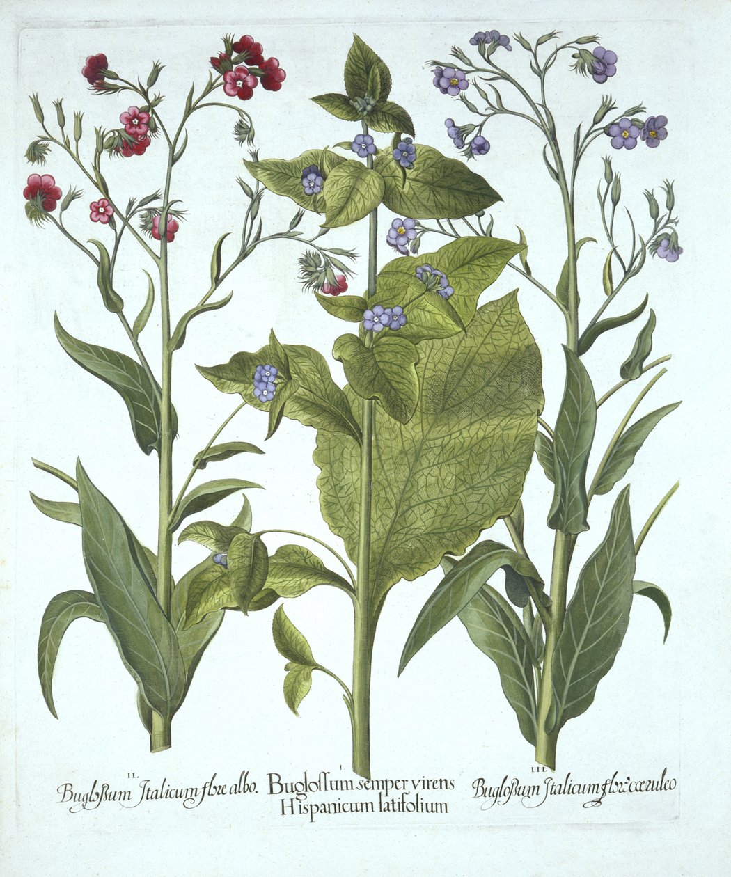 Tres variedades de Bugloss, de Hortus Eystettensis, por Basil Besler (1561-1629), pub. 1613 de German School