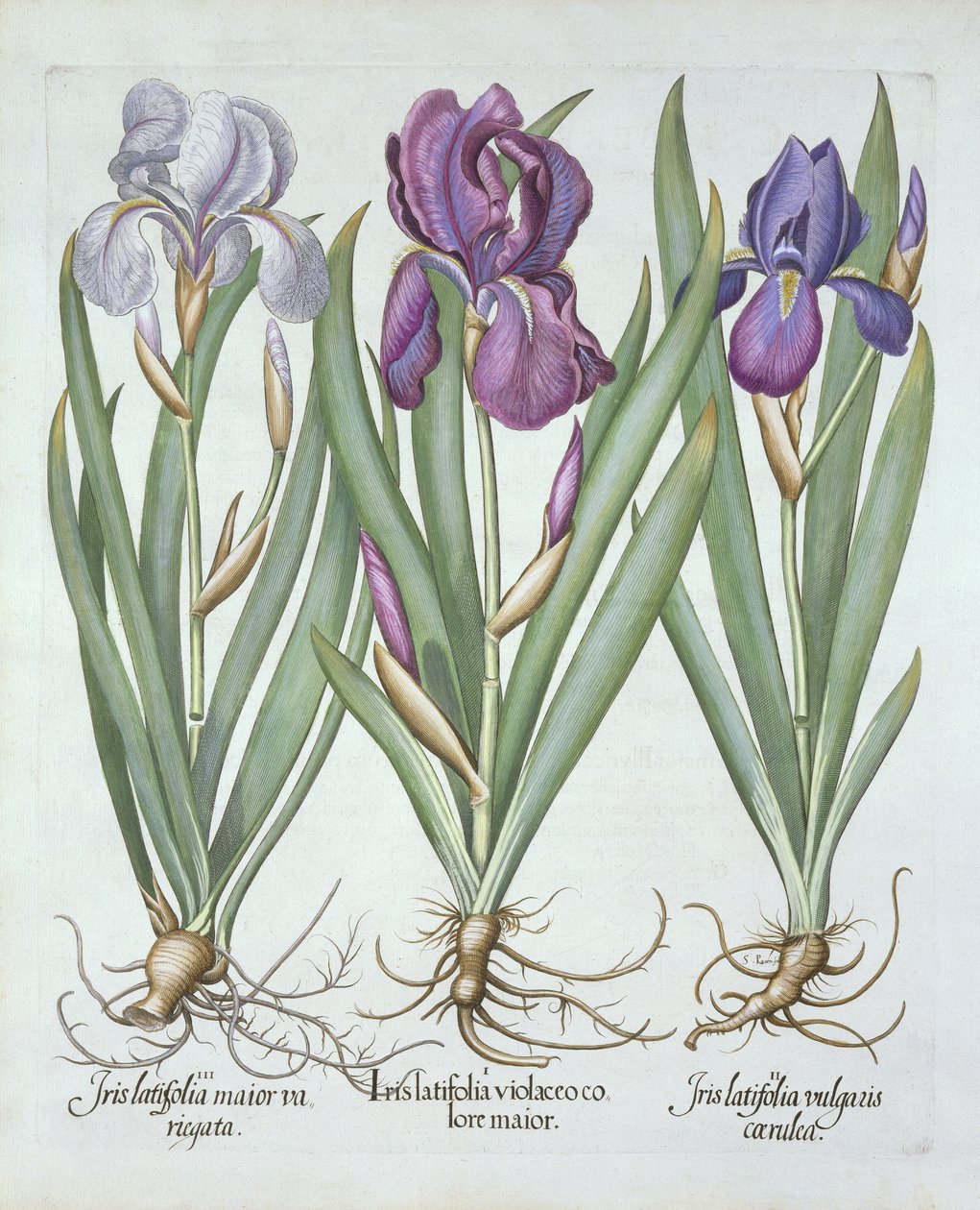 Tres variedades de lirios rizomatosos con barba, de Hortus Eystettensis, por Basil Besler (1561-1629) pub. 1613 de German School
