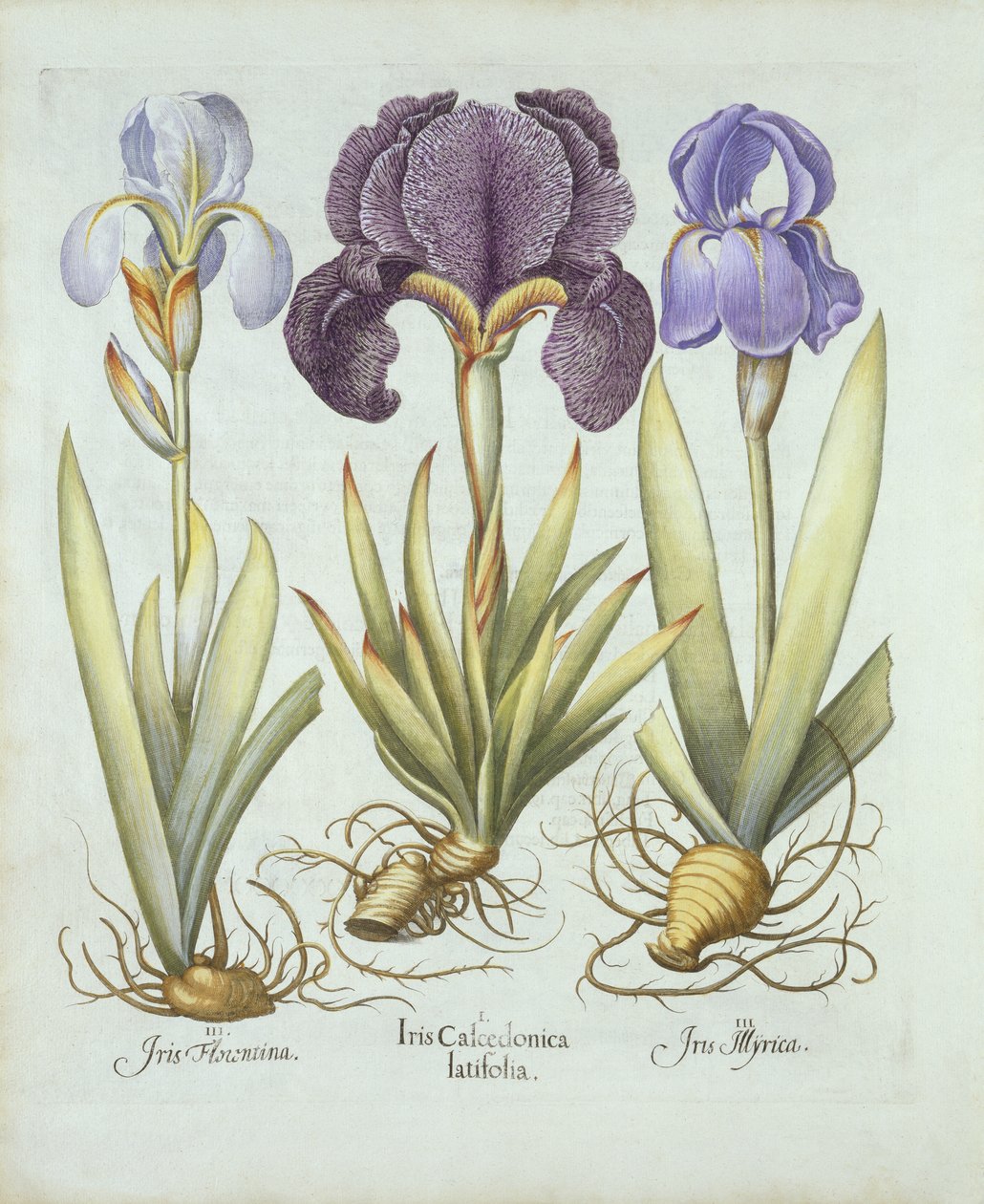 Tres variedades de lirios rizomatosos sin barba, de Hortus Eystettensis, por Basil Besler (1561-1629) pub. 1613 de German School