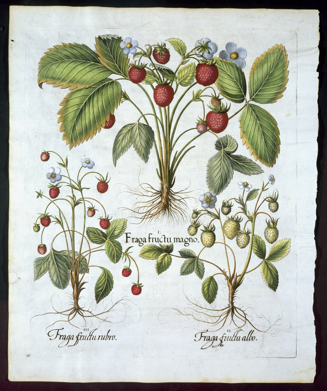 Tres variedades de fresa, lámina 116, de Hortus Eystettensis por Basil Besler (1561-1629) publicado en 1613 de German School