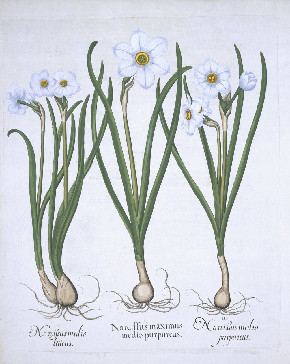 Tres Narcisos Blancos, de Hortus Eystettensis por Basil Besler (1561-1629) publicado en 1613 de German School