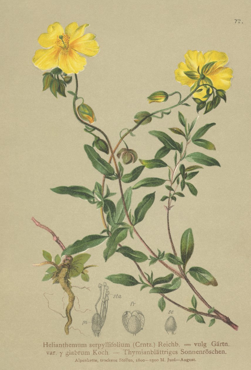 Heliantemo de hojas de tomillo (Helianthemum grandiflorum, Helianthemum serpyllifolium, Helianthemum vulgaris) de German School