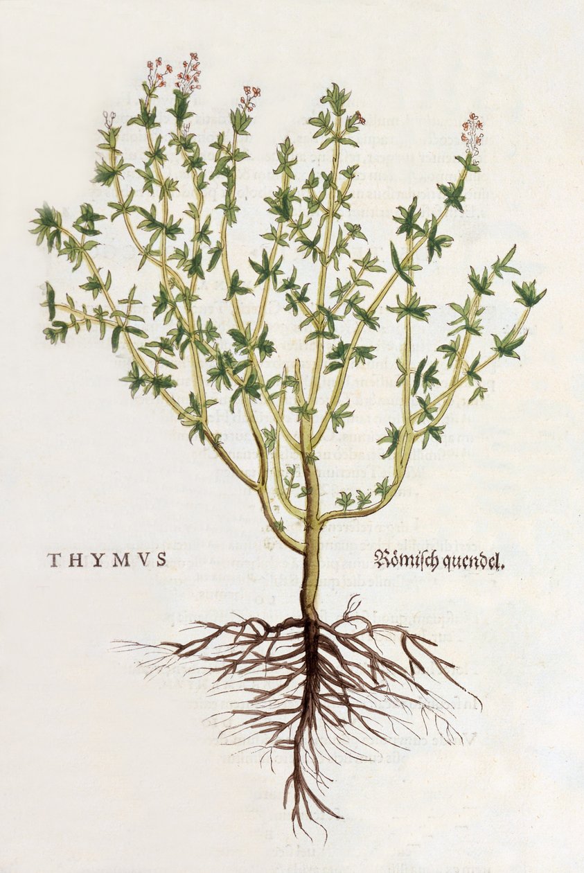 Thymus [tomillo], ilustración de De historia stirpium commentarii insignes de Leonhard Fuchs, publicada 1542 de German School