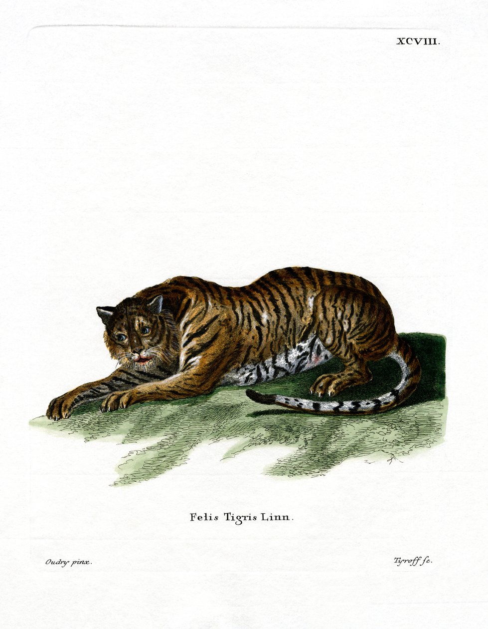 Tigre de German School