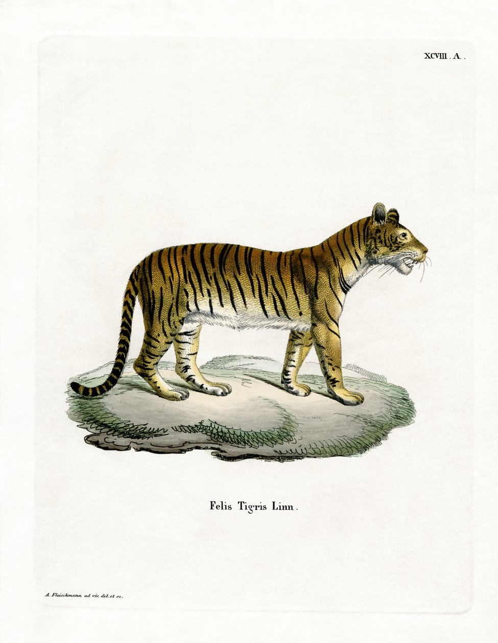 Tigre de German School