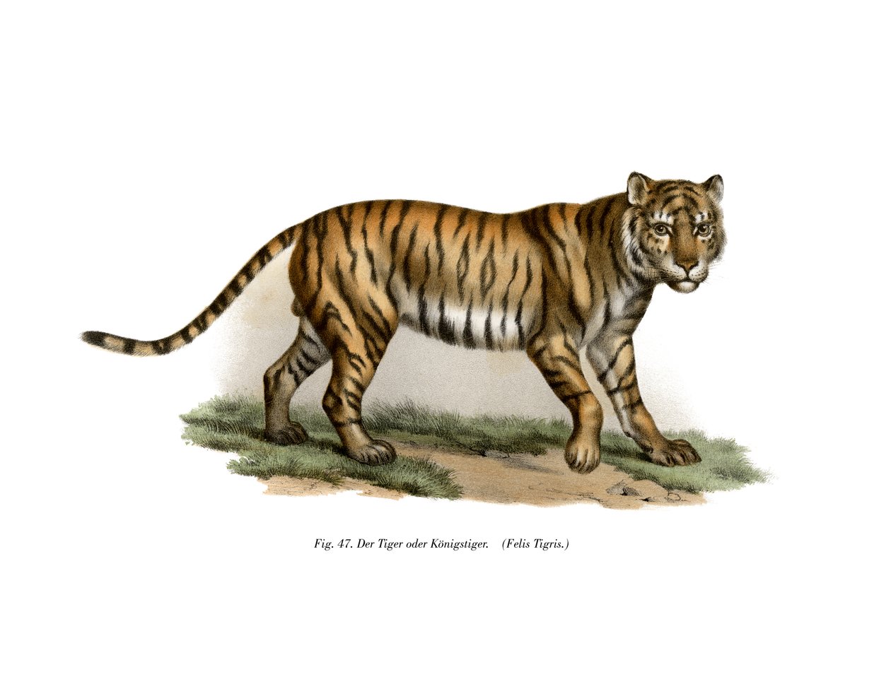 Tigre de German School