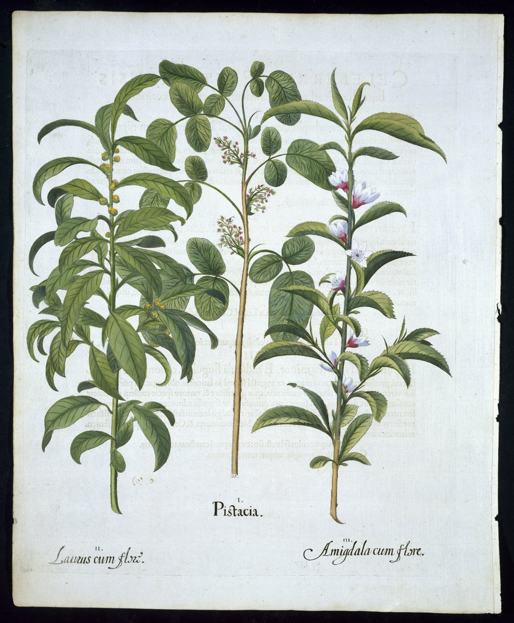 Pistacho, Laurel (Laurus Nobilis) y Almendra, lámina 6 de Hortus Eystettensis por Basil Besler (1561-1629) publicado en 1613 de German School