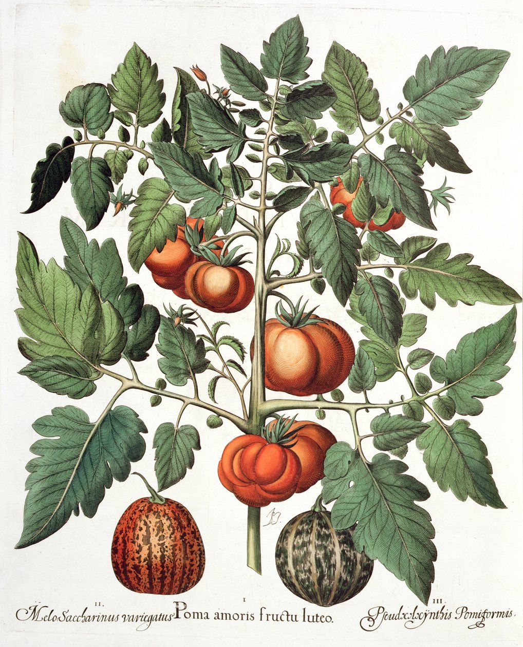 Tomates y melones: 1.Poma amoris fructu luteo; 2.Melo Saccharinus variegatus; 3.Pseudocolocynthis Pomiformis, del Hortus Eystettensis por Basil Besler (1561-1629), pub. 1613 de German School