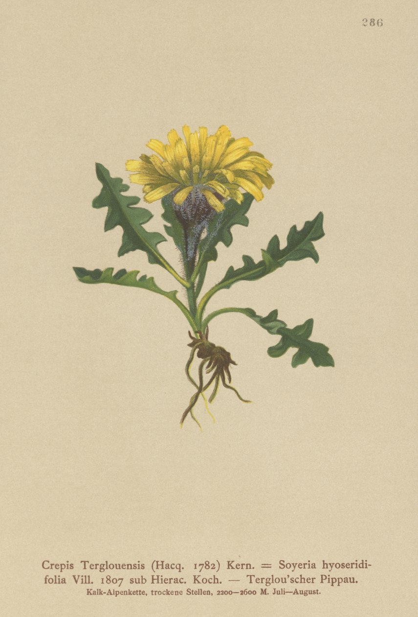 Crepis de Triglav (Crepis Terglouensis, Soyeria hyoseridifolia sub Hierac.) de German School