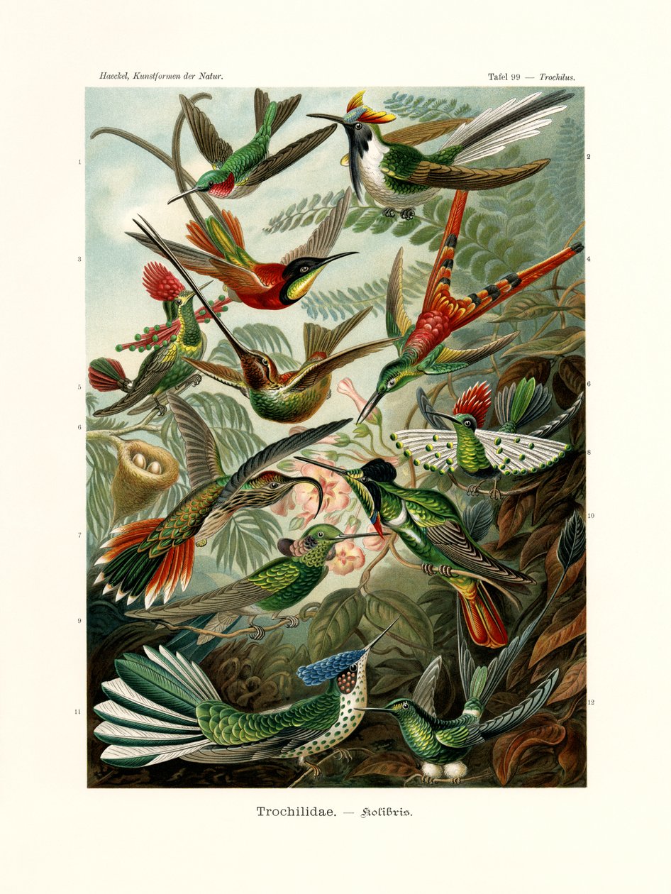 Trochilidae de German School