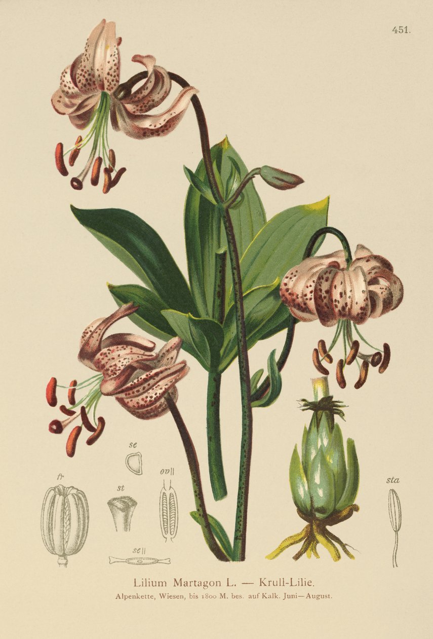 Lirio de Capuchón de Turco (Lilium Martagon) de German School
