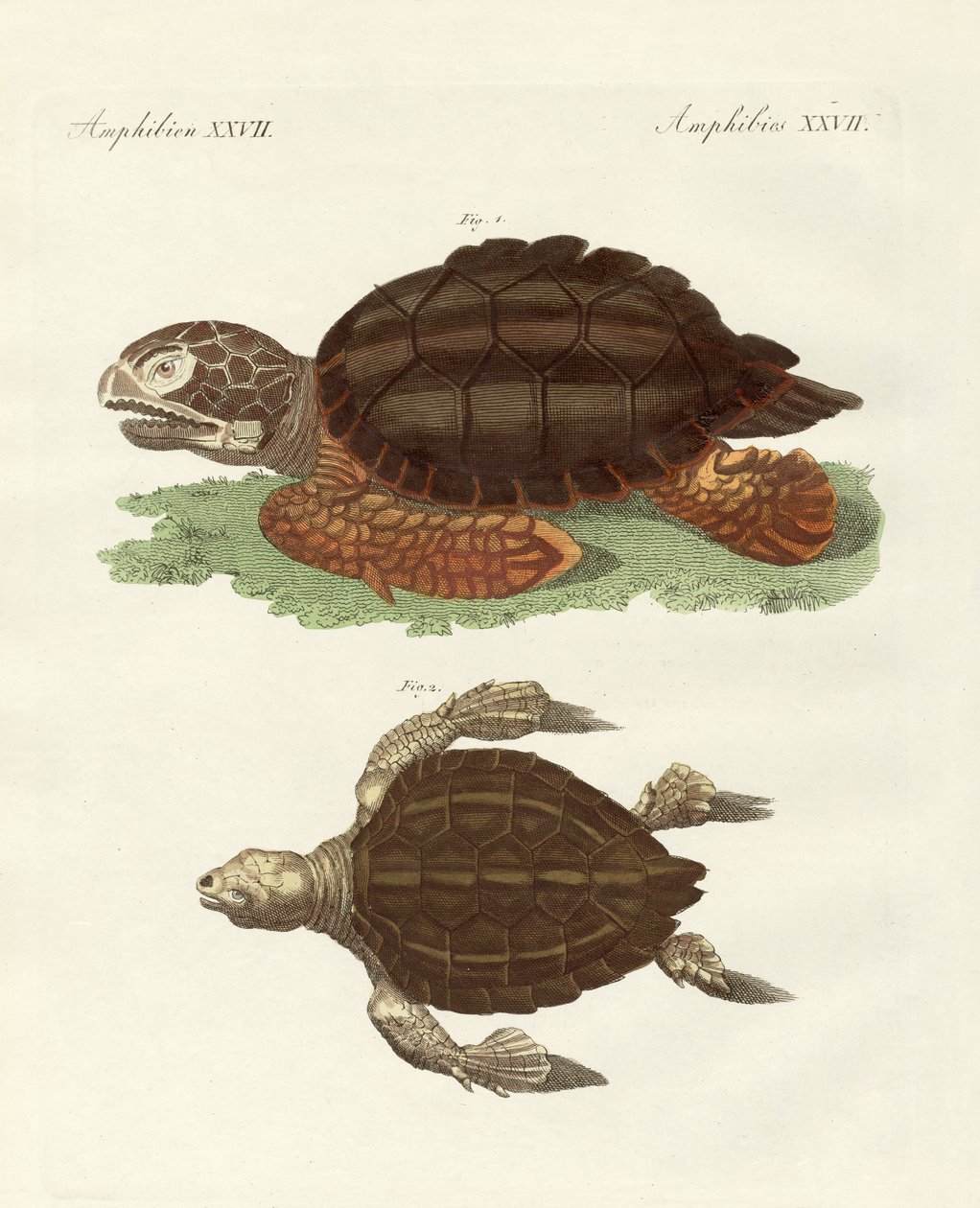 Tortugas de tamaño fenomenal de German School