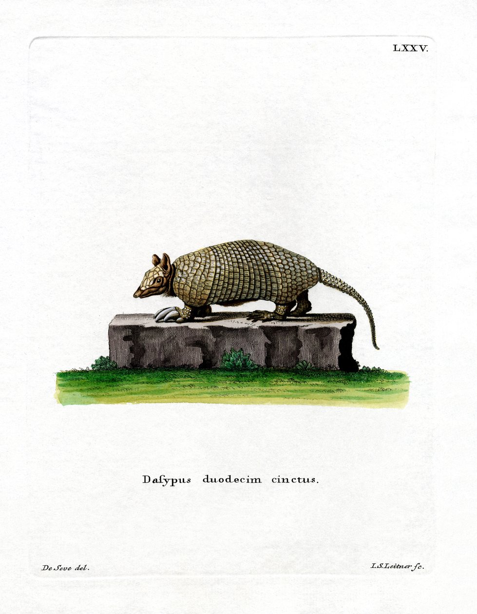 Armadillo de Doce Bandas de German School