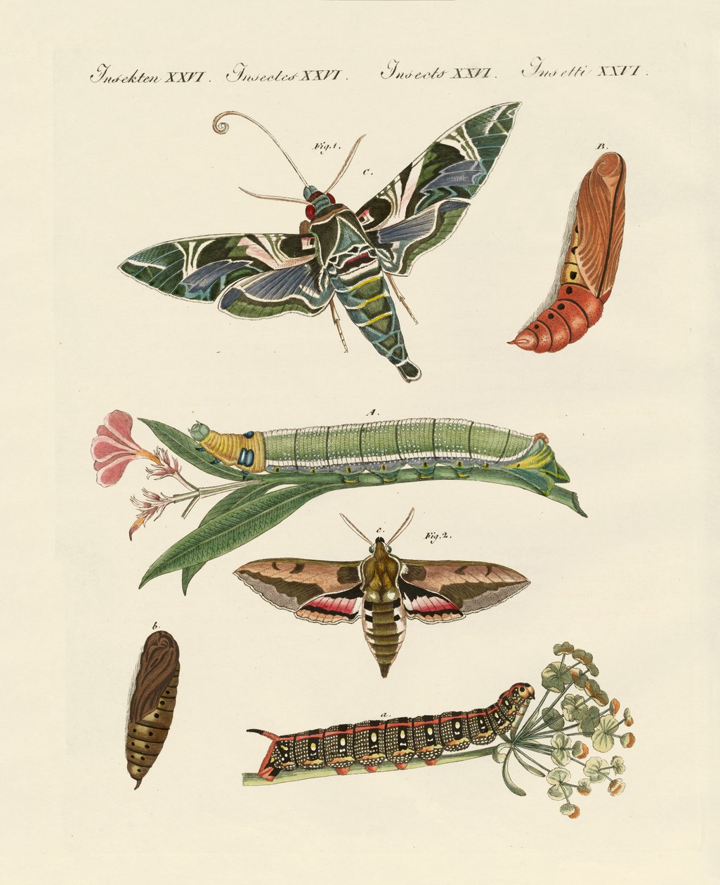 Mariposa crepuscular de German School