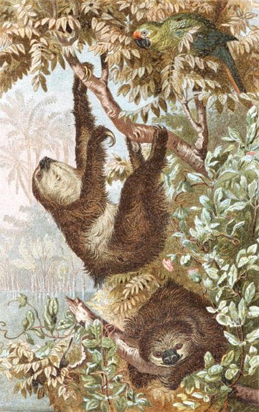 Perezoso de dos dedos, lámina de "Brehms Tierleben: Allgemeine Kunde des Tierreichs", vol.2, p.646, publicado por Bibliographisches Institut de German School