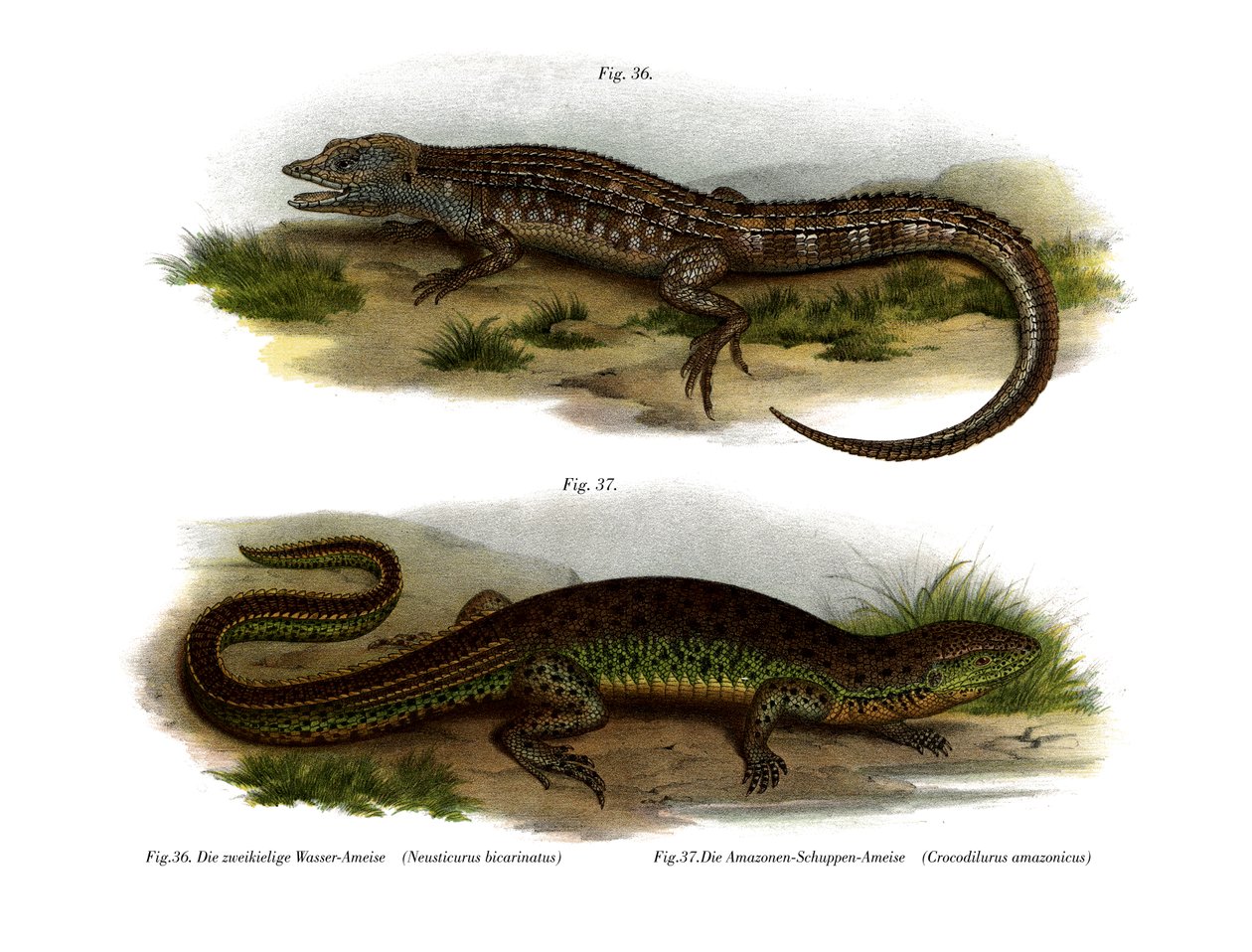Neusticurus de dos caras de German School