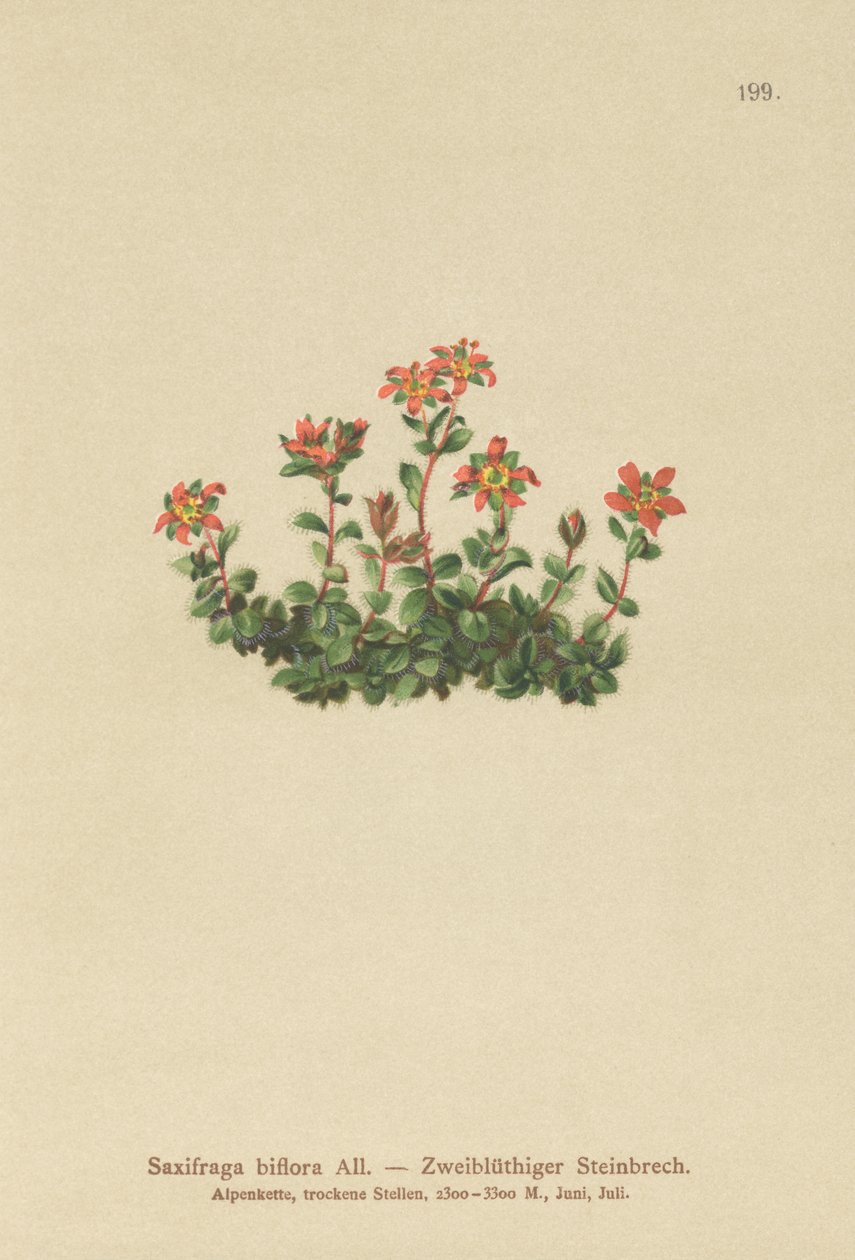 Saxífraga de dos flores (Saxifraga biflora) de German School
