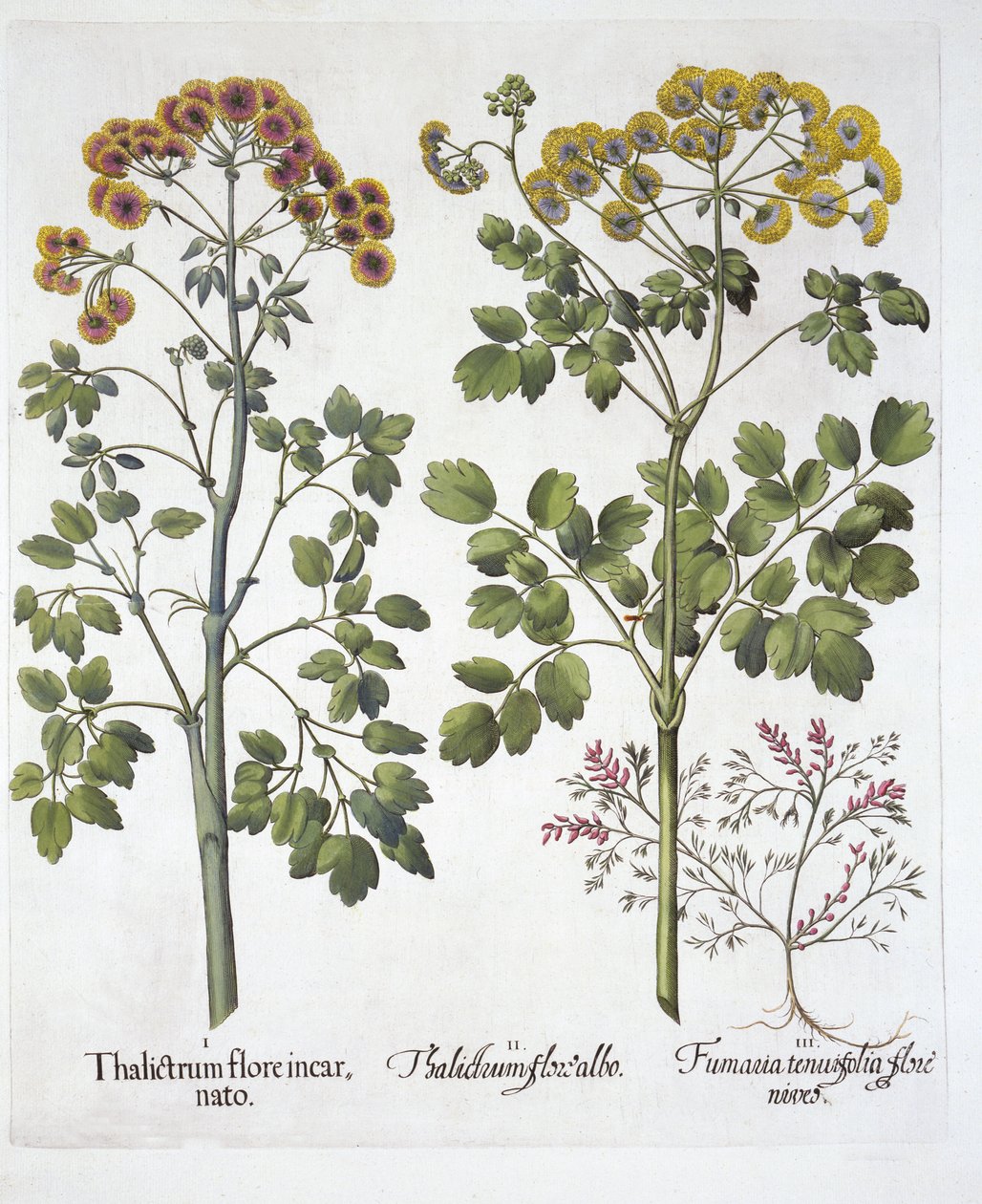 Dos tipos de ruda de pradera y corydalis, de Hortus Eystettensis, por Basil Besler, pub. 1613 de German School