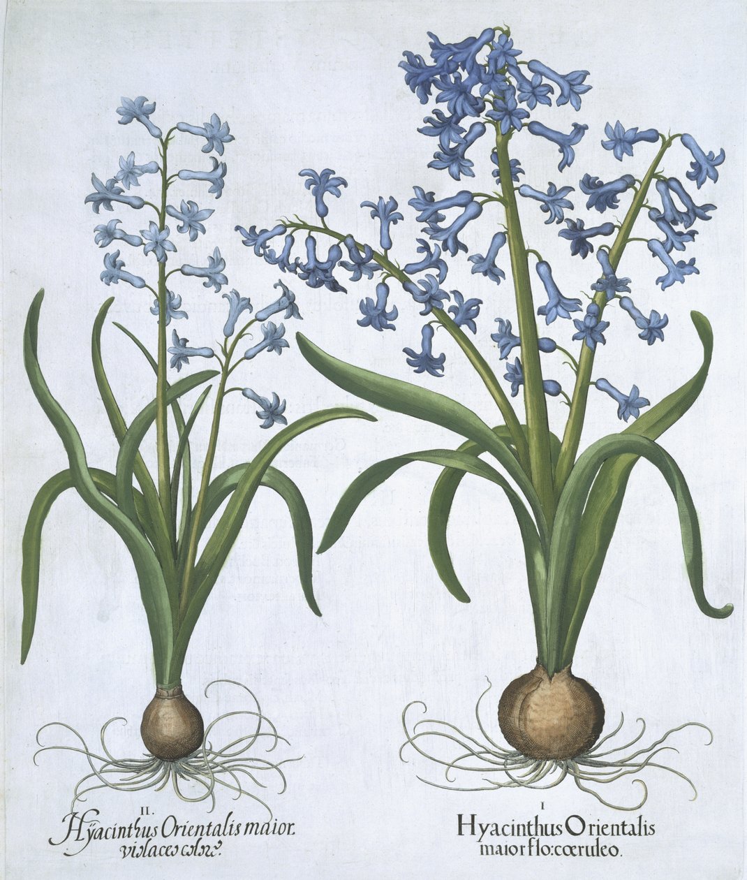 Dos Jacintos Azules, de Hortus Eystettensis por Basil Besler (1561-1629) publicado en 1613 de German School