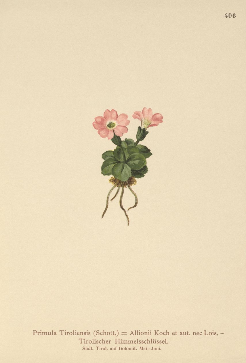 Primavera tirolesa (Primula tyrolensis, Primula Tirolensis, Primula Allionii) de German School
