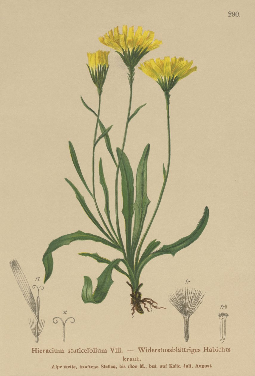 Polígala de hojas de estatice (Hieracium staticefolium, Hieracium staticifolium, Tolpis staticifolia, Chlorocrepis staticifolium, Chlorocrepis staticifolia) de German School