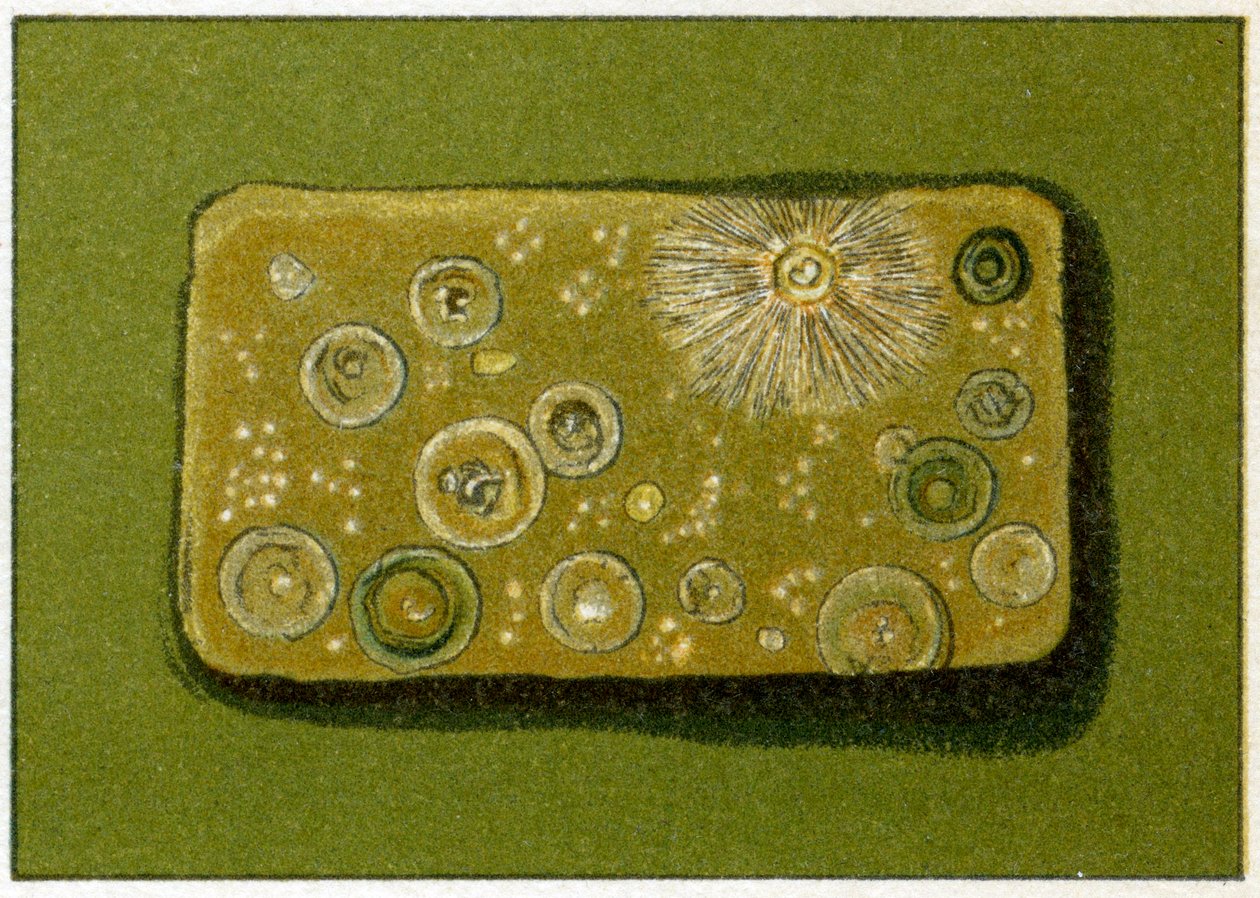 Niveles insalubres de bacterias en el agua potable, c.1890 de German School